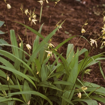 Bletilla ochracea '' (002097)