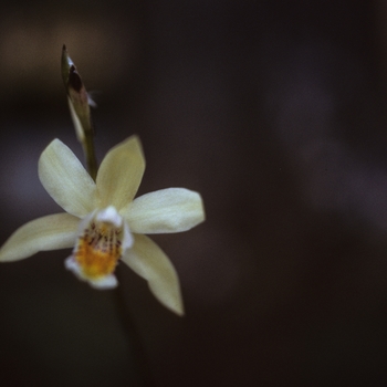 Bletilla ochracea '' (002099)