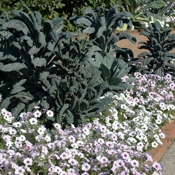 Brassica oleracea 'Dinosaur' (002103)