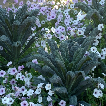 Brassica oleracea 'Dinosaur' (002105)