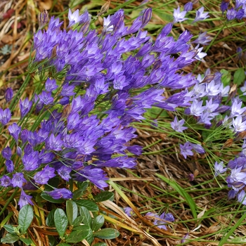 Brodiaea laxa 'Queen Fabiola' (002110)