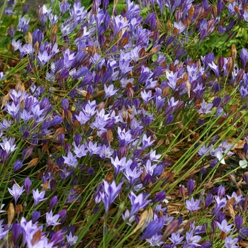 Brodiaea laxa 'Queen Fabiola' (002111)