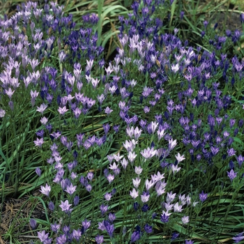 Brodiaea laxa 'Queen Fabiola' (002112)