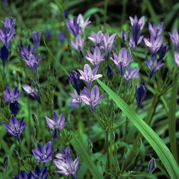 Brodiaea laxa 'Queen Fabiola' (002113)