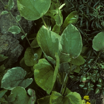 Brunnera macrophylla 'Smith's Gold' (002124)