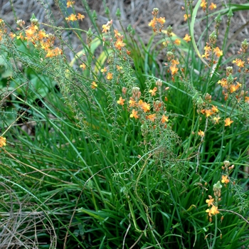 Bulbine frutescens 'Hallmark' (002126)