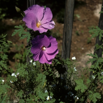 Callirhoe involucrata '' (002139)