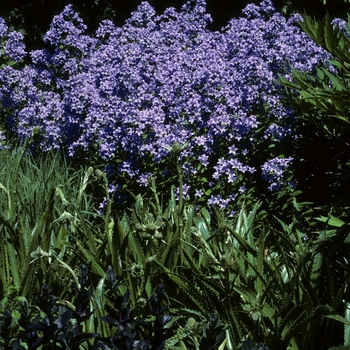 Campanula lactiflora 'Prichard's Variety' (002143)