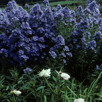 Campanula lactiflora 'Prichard's Variety' (002144)