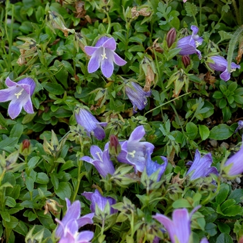 Campanula pilosa '' (002147)