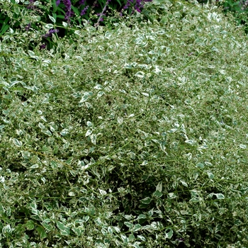 Caryopteris divaricata 'Snow Fairy' (002167)