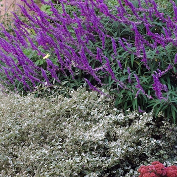 Caryopteris divaricata 'Snow Fairy' (002168)