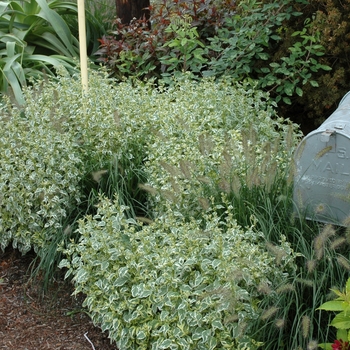 Caryopteris divaricata 'Snow Fairy' (002170)