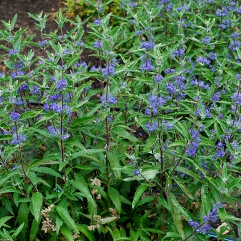 Caryopteris x clandonensis 'Longwood Blue' (002175)