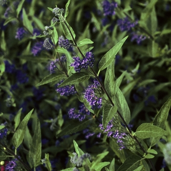 Caryopteris x clandonensis 'First Choice' (002177)