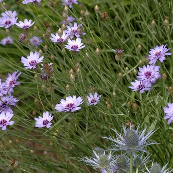 Catananche caerulea '' (002180)