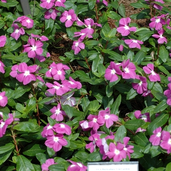 Catharanthus roseus Nirvana® '' (002184)