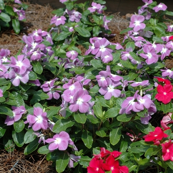 Catharanthus roseus Titan™ 'Lavender Blue Halo' (002186)