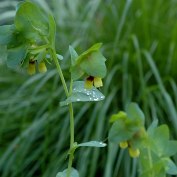 Cerinthe major 'Aurea' (002192)