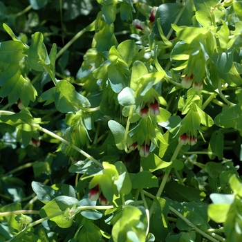 Cerinthe major 'Aurea' (002193)