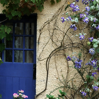 Clematis 'Perle D'Azure' (002211)