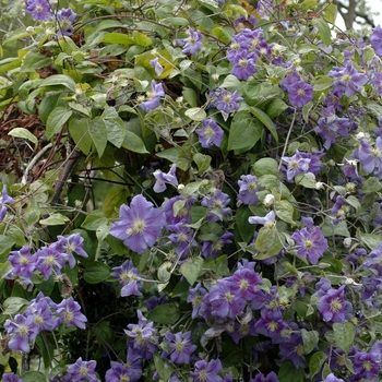 Clematis 'Perle D'Azure' (002212)