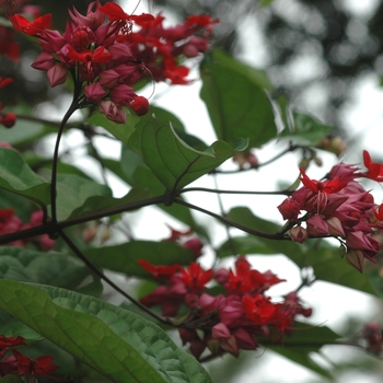 Clerodendrum splendens '' (002227)