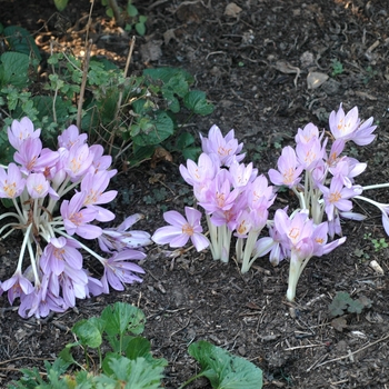 Colchicum autumnale 'Major' (002230)