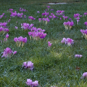 Colchicum autumnale 'Major' 