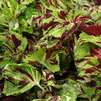 Coleus scutellarioides Kong® 'Mosaic' (002232)