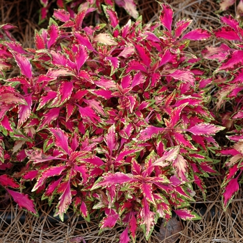 Coleus scutellarioides 'Pink Chaos' (002235)