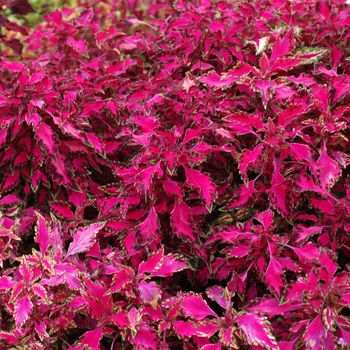 Coleus scutellarioides 'Pink Chaos' (002236)