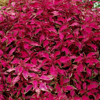 Coleus scutellarioides 'Pink Chaos' (002238)