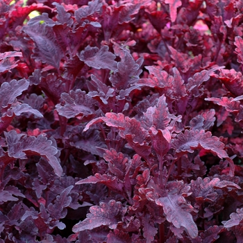 Coleus 'Molten Lava' (002239)