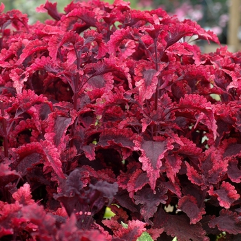 Coleus 'Molten Lava' (002240)