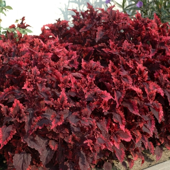 Coleus 'Molten Lava' (002241)