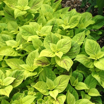 Coleus scutellarioides 'Gay's Delight' (002248)