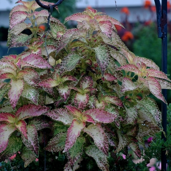 Coleus scutellarioides 'Glennis' (002252)