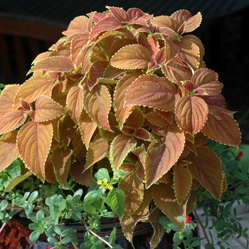 Coleus 'Rustic Orange' (002258)