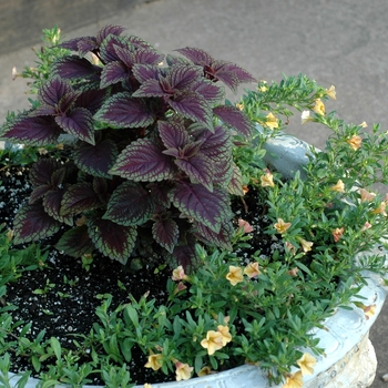 Coleus 'Velvet Lime' (002267)