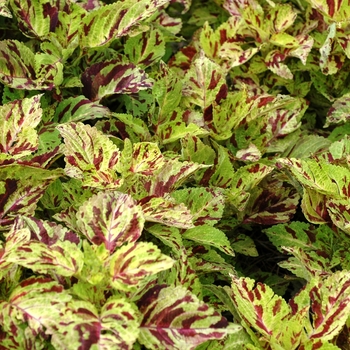 Coleus Wizard® 'Mosaic' (002269)