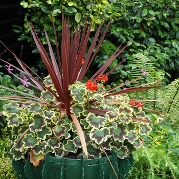 Cordyline australis 'Red Sensation' (002273)