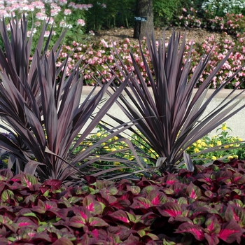 Cordyline australis 'Red Sensation' (002275)