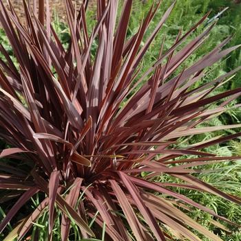 Cordyline australis 'Red Sensation' (002276)