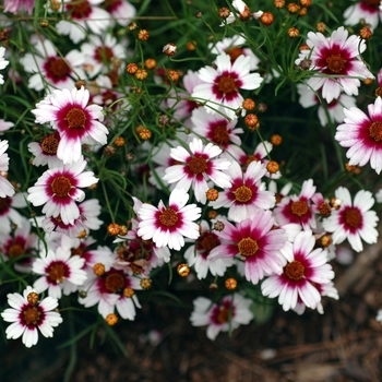 Coreopsis rosea 'Sweet Dreams' (002288)