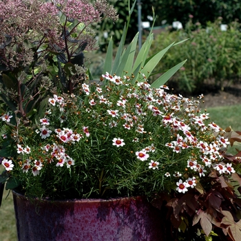 Coreopsis rosea 'Sweet Dreams' (002289)