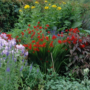 Crocosmia aurea 'Lucifer' (002294)