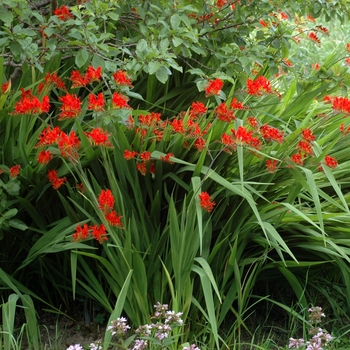 Crocosmia aurea 'Lucifer' (002295)