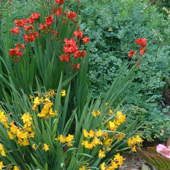 Crocosmia x crocosmiiflora 'Walburton Yellow' (002300)