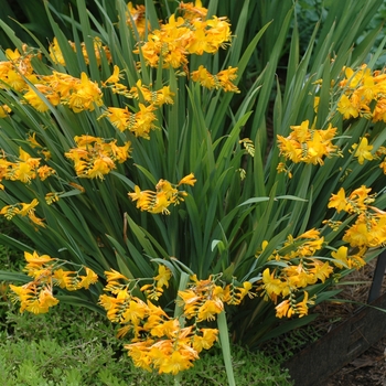 Crocosmia x crocosmiiflora 'Walburton Yellow' (002302)